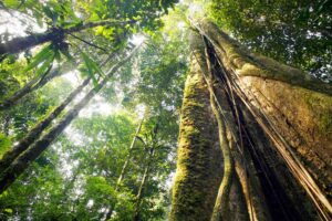 Read more about the article Rainforest raises $8.5M to help software companies embed financial services, payments