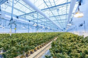 Read more about the article GrowerIQ acquires cannabis tech competitor Ample Organics from US-based Akerna