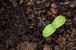 Read more about the article Seed funding: Everything founders should know about fundraising, seed rounds and more for 2024